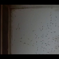 testing_shrimp_seed_600_60% project thumbnail