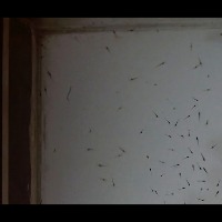 testing_shrimp_seed_350_60% project thumbnail