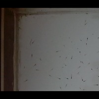 testing_shrimp_seed_300 project thumbnail