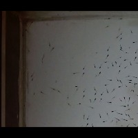 testing_shrimp_seed_800_60% project thumbnail