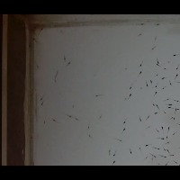testing_shrimp_seed_700. project thumbnail