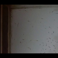 testing_shrimp_seed_400_60% project thumbnail