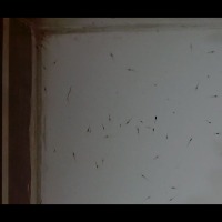 testing_shrimp_seed_250 project thumbnail