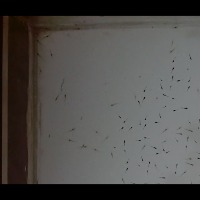 testing_shrimp_seed_600 project thumbnail