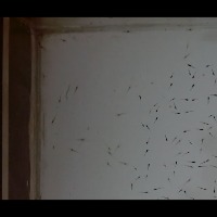 testing_shrimp_seed_650 project thumbnail