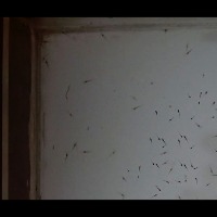testing_shrimp_seed_450_60% project thumbnail