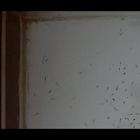 testing_shrimp_seed_500 project thumbnail