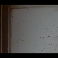 testing_shrimp_seed_450 project thumbnail