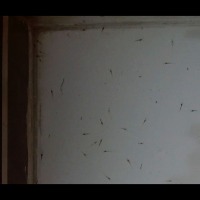 testing_shrimp_seed_206_60% project thumbnail