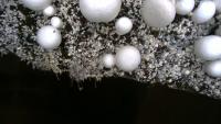 Mushroom project thumbnail