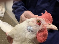 CHICKEN DESEASE project thumbnail