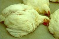 Chicken Disease Detection project thumbnail