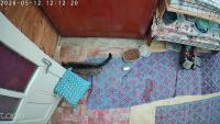 Tanuki Detection project thumbnail