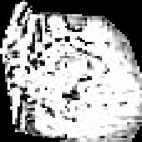 Test_model_for_medical_education Instance Segmentation Model by Khon ...