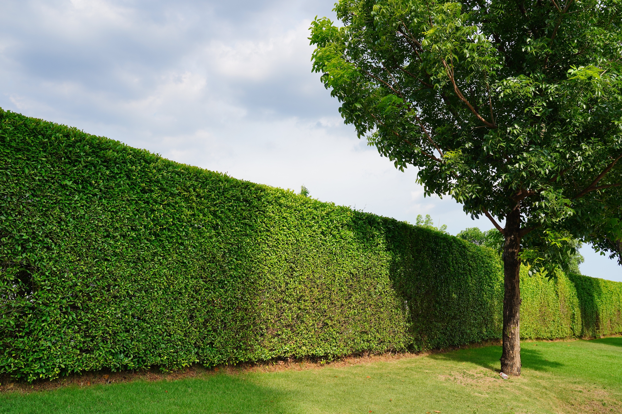 bush_hedge Object Detection Dataset by AiNavAssist