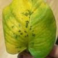 Chili-Disease project thumbnail