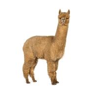 ALPACA 2.O project thumbnail