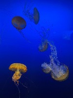 Fish-object-detection project thumbnail