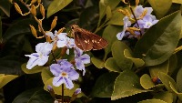 INSECTS project thumbnail