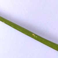 penyakit_daun_padi project thumbnail