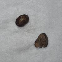 coffee-defect-sample project thumbnail
