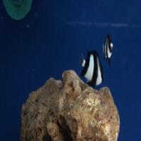 Fish detection faster R-CNN project thumbnail