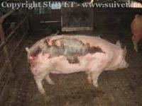 pig Object Detection Dataset by chel