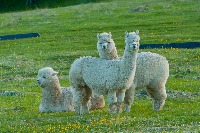 alpaca detection yolo project thumbnail