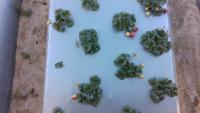 Strawberry-detection project thumbnail