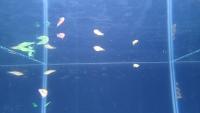 Counting Fish project thumbnail