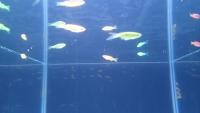 ROV Fish Counting project thumbnail