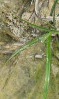 gulma rumput teki 2 (tanpa null cabai) project thumbnail