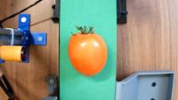 tomato project thumbnail