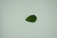 plant disease project thumbnail