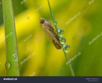 _cabbage_larch_pests project thumbnail