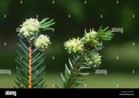 _cabbage_larch_pests_update_1 project thumbnail