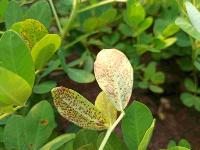 Leaf Diesease Detection project thumbnail