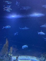 animesh_underwaterobjectdetection project thumbnail