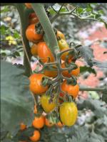 Cherry Tomato Plants project thumbnail