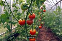 greenhouse-tomato   < b0> < / b0 project thumbnail