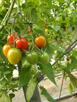 Cherry Tomato Plants project thumbnail