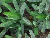 Banana_leaves123 project thumbnail