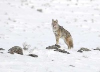 coyote_valid project thumbnail