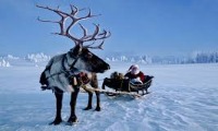 reindeers project thumbnail