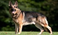 dog_valid project thumbnail