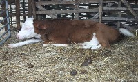 cow_valid project thumbnail
