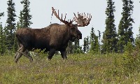 moose_valid project thumbnail