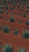 Segmentar_Agave_verde project thumbnail
