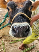 Dataset Image