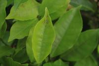 disease-pest-damage-24 project thumbnail